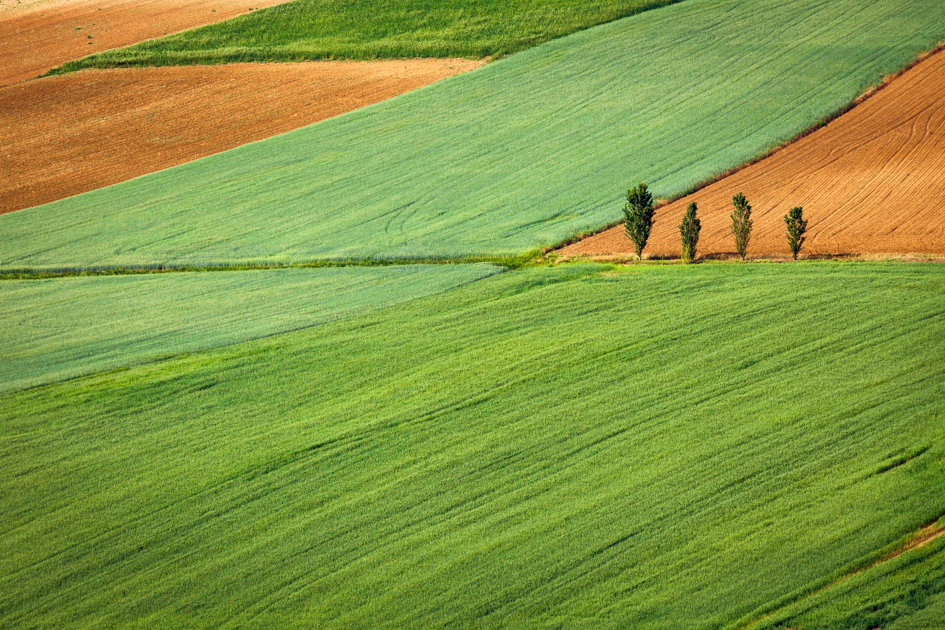 Aerial view of green and ochre fields divided by tree lines