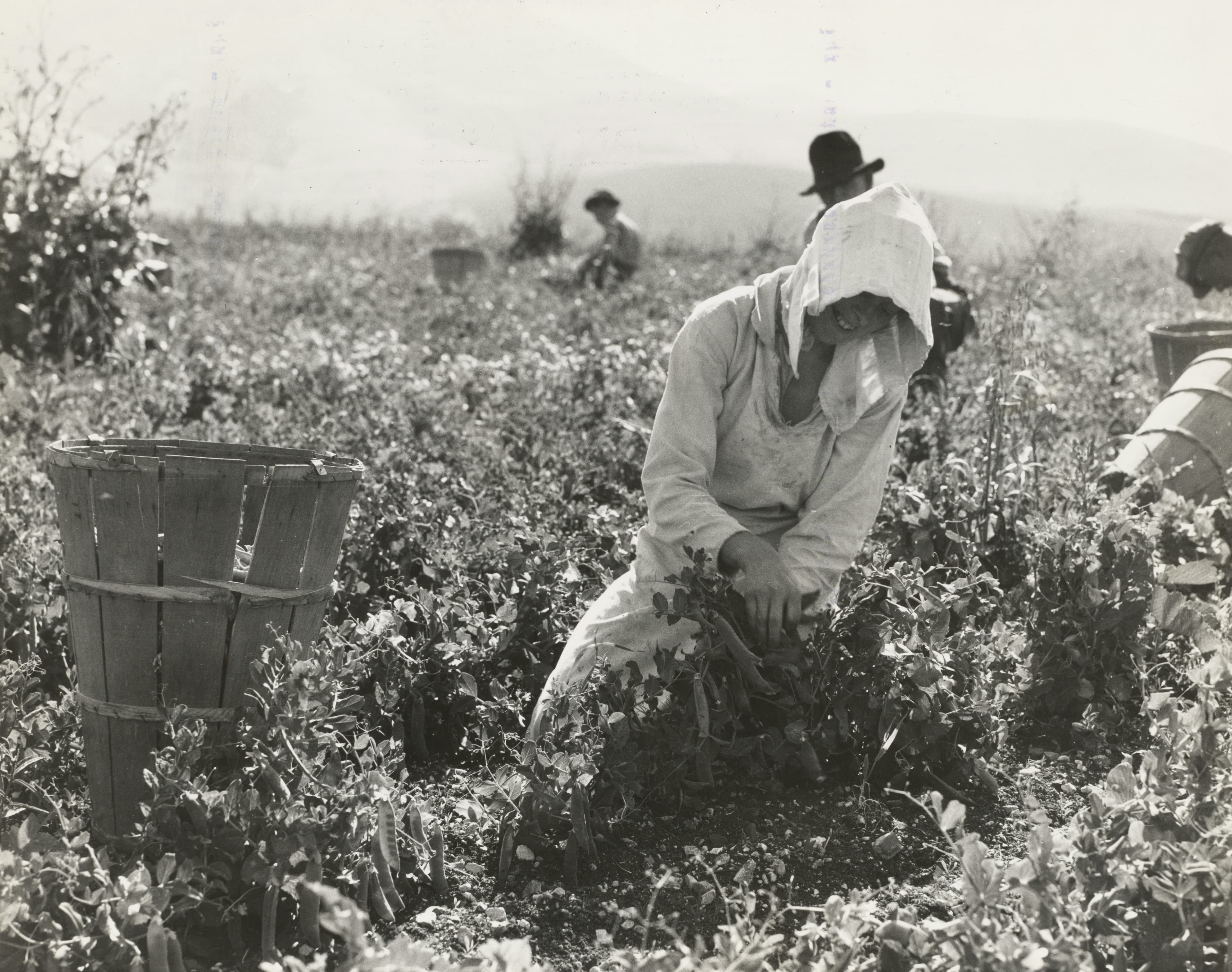Black and white photo of farm workers harvesting by hand with baskets