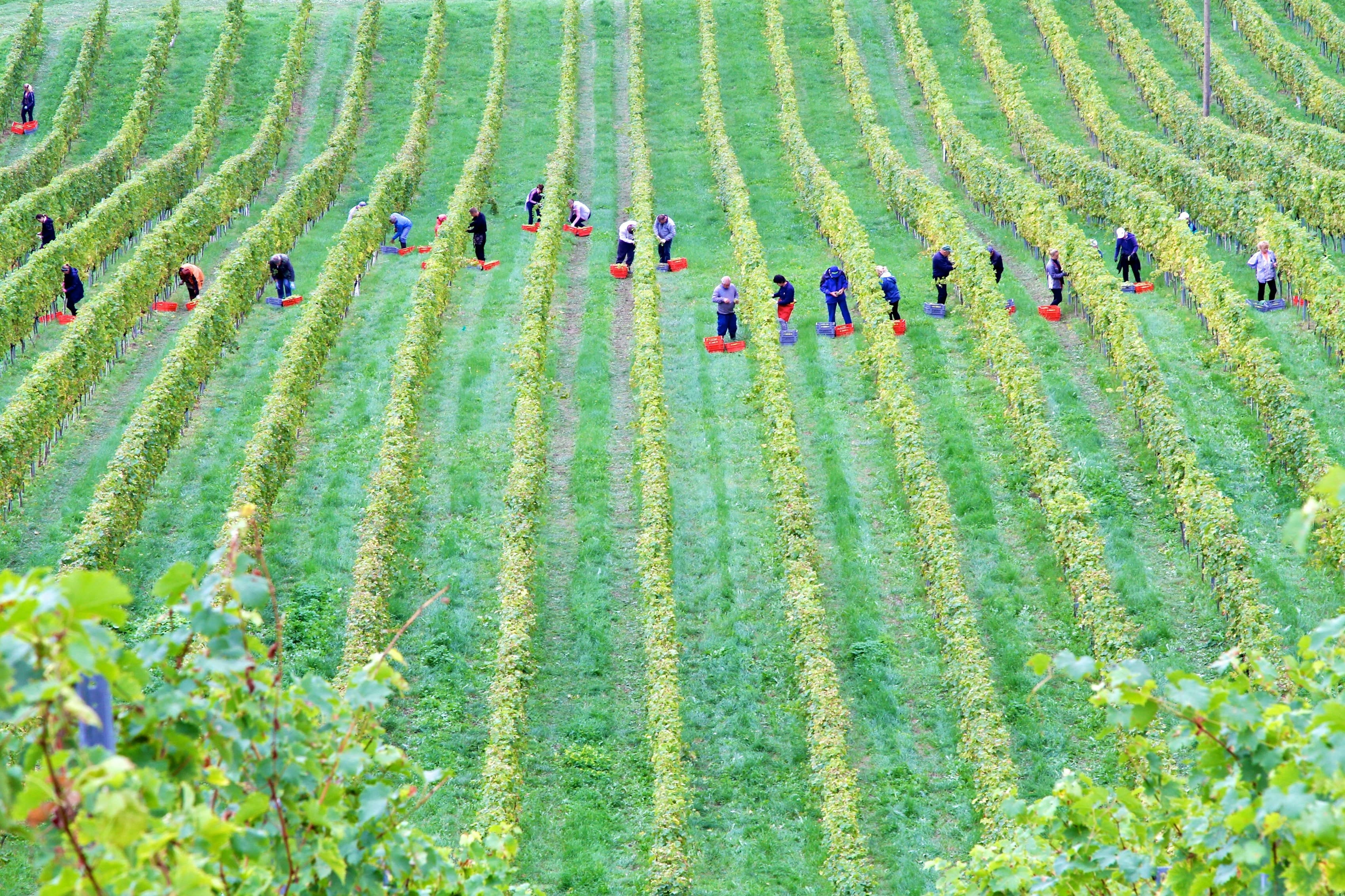 A crew working between long green crop rows