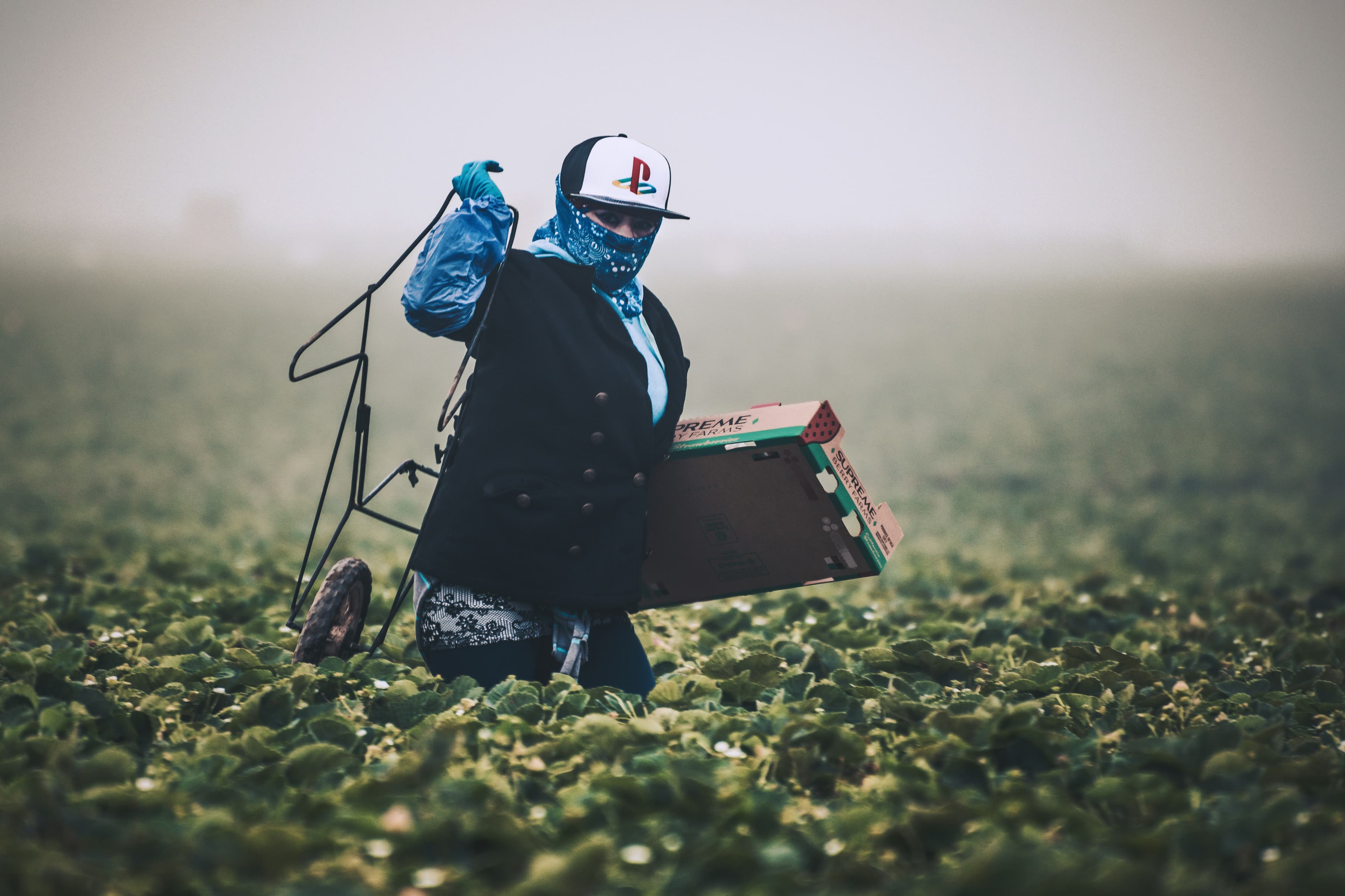 A field worker carrying a harvest crate through a misty field